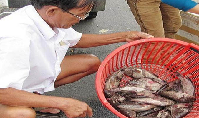 Cá nuôi chết hàng loạt, gây thiệt hại rất lớn cho ngư dân Lăng Cô không phải xảy ra lần đầu. Ảnh: N.V.