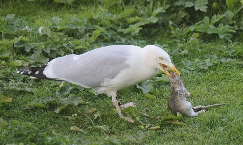  Mòng biển được phát hiện ăn thịt chuột khổng lồ.