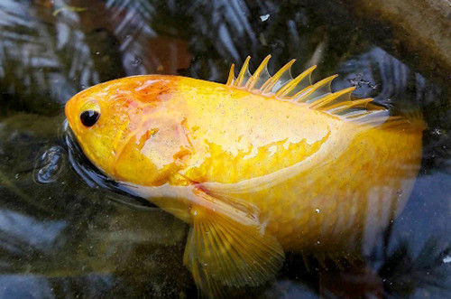 Cá rô vàng óng trông rất lạ mắt. Ảnh: An Phú.