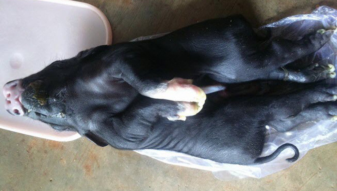Một chú lợn con kỳ dị vừa chào đời tại một hộ gia đình nuôi heo tại phường Bình Tân, thị xã Buôn Hồ. 