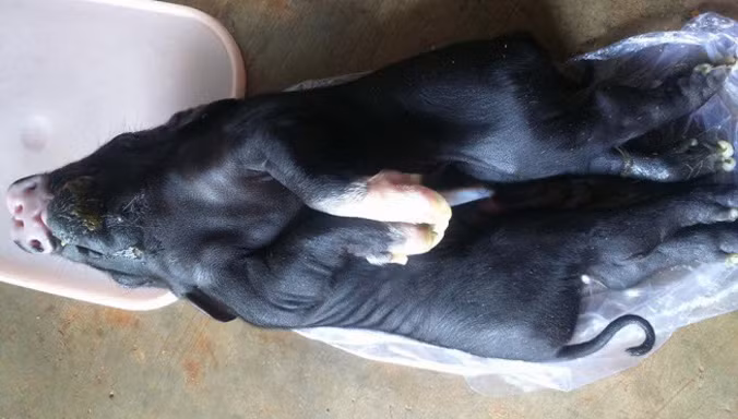 Một chú lợn con kỳ dị vừa chào đời tại một hộ gia đình nuôi heo tại phường Bình Tân, thị xã Buôn Hồ. 