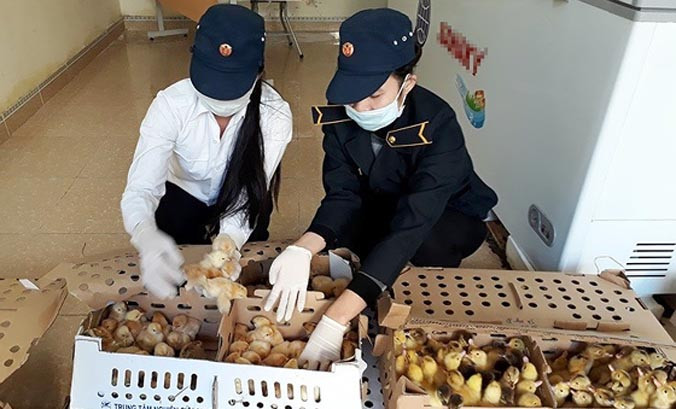 Số gia cầm đã được bàn giao cho cơ quan chức năng xử lý theo quy định.