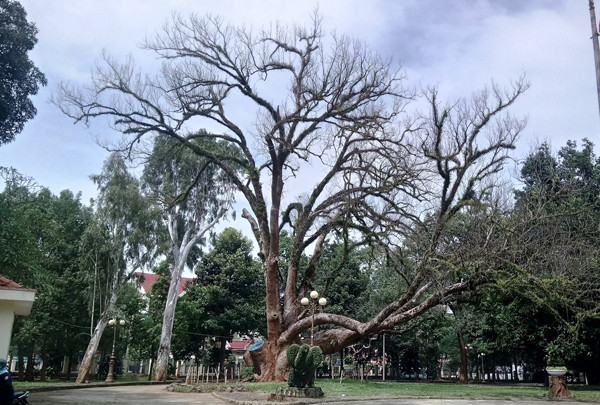Cây di sản trong khuôn viên Bảo tàng Đắk Lắk đã chết khô.