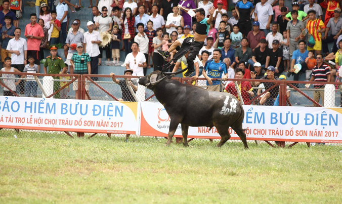 Chủ trâu thoát chết kể lại giây phút bị trâu 18 lao bổ vào húc