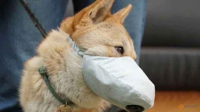 Một chú chó được đeo khẩu trang để đi dạo ngoài trời. (Ảnh: Reuters)