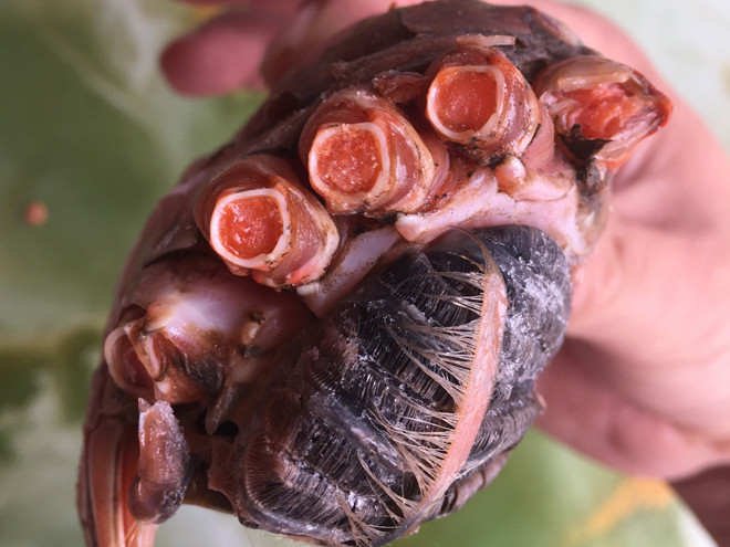 Từ thịt chân cua đến các bộ phận đều có màu gạch.