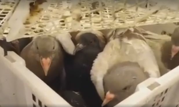 Bồ câu có nguồn gốc Trung Quốc được bán với giá chỉ 5000 đồng/1con. 