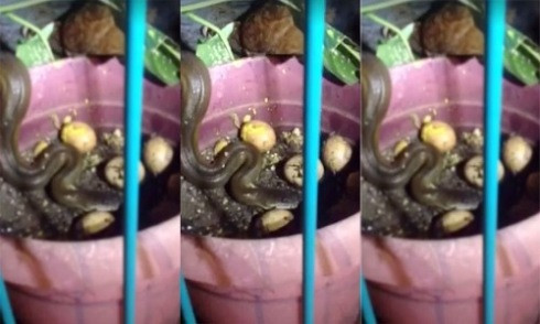 Gà mẹ đại chiến rắn hoang để cứu trứng trong ổ