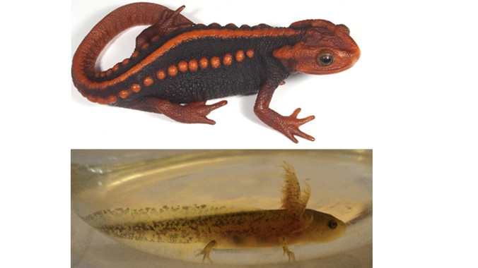 Cá cóc gờ sọ mảnh Tylototriton anguliceps (con trưởng thành và nòng nọc).