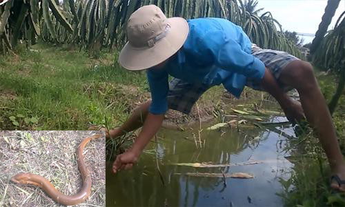 Video 'hot': Thanh niên câu được lươn 'khủng' dài 70 cm ở Tiền Giang
