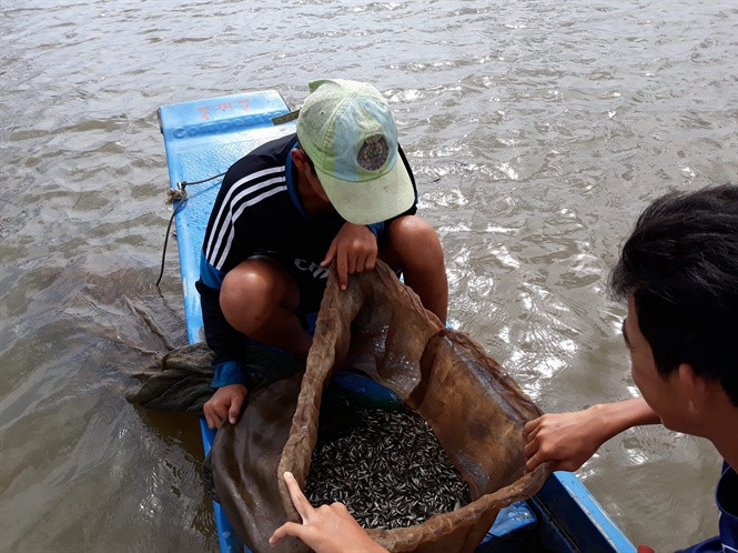 Người dân ở đầu nguồn bắt đầu khai thác ồ ạt cá linh non.