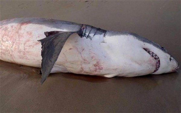 Xác con cá mập. (Nguồn: Fisheries WA) 