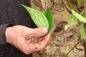 Buồn tình, nữ cán bộ xã ăn lá ngón tự tử