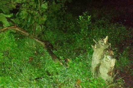 Cây bàng bị xe tên cướp húc đổ