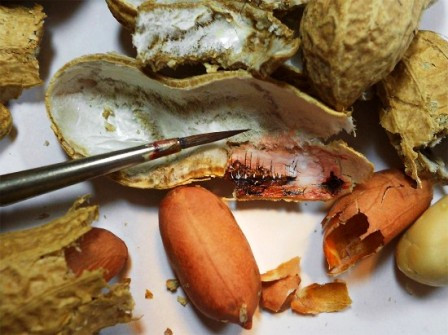 Kiệt tác nghệ thuật siêu nhỏ trên thực phẩm