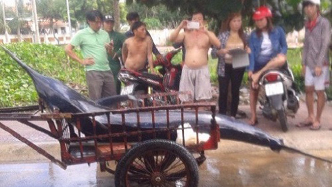 Cận cảnh con cá thu "lai" được chở về bằng xe thồ.