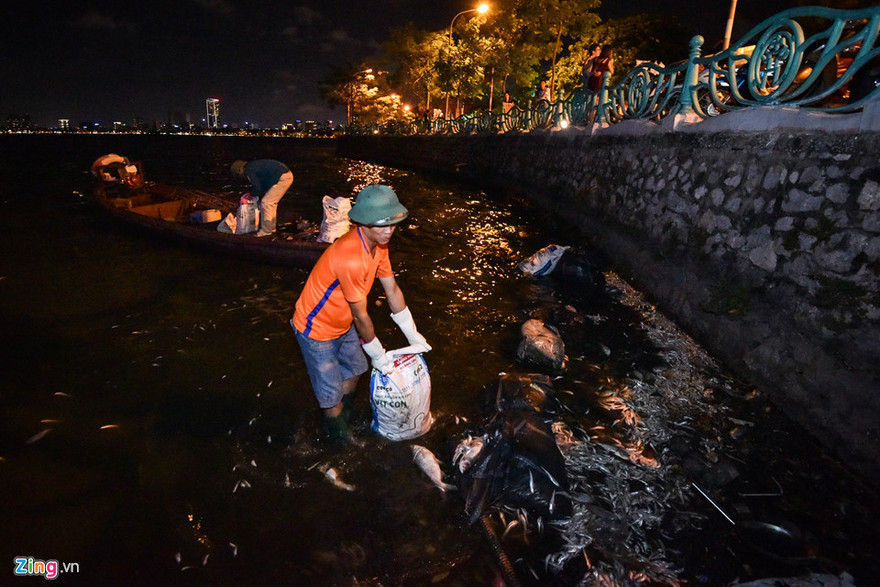 Công nhân vớt xác cá ở hồ Tây. Ảnh: Zing