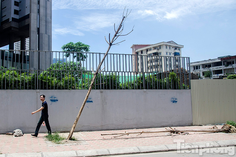 Ghi nhận của phóng viên có khoảng 40 cây xanh trồng trên tuyến đường Trần Bình, Nguyễn Hoàng đã bị chết khô và không có bóng mát.