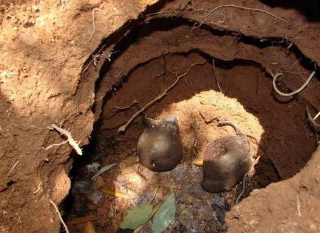 Sâm ô linh quý trong tổ kiến.