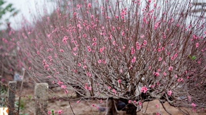  Hà Nội nghiêm cấm tặng quà Tết lãnh đạo 