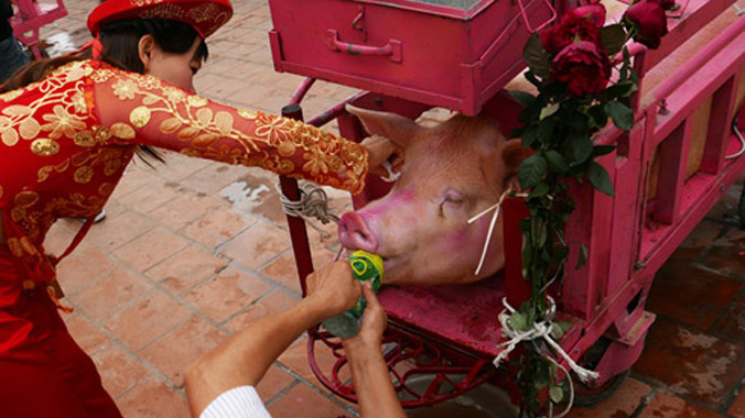 Con lợn trước khi chém sẽ được chở đi quanh làng. Ảnh: Quý Đoàn/VnExpress