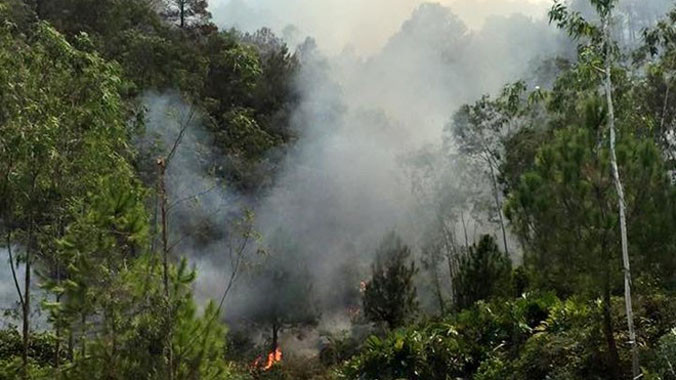 Khu vực rừng xảy ra cháy. Ảnh: D.T.