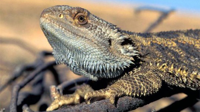 Rồng Úc chuyển đổi giới tính để sinh tồn. Ảnh: AP.