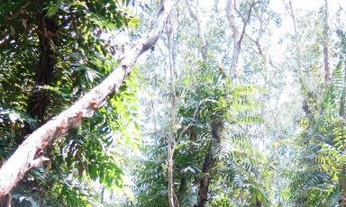 Toàn bộ rừng U Minh hạ dự báo cháy nguy hiểm