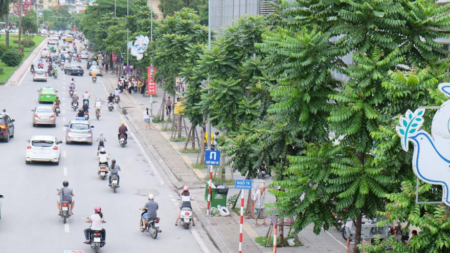 Hàng loạt cây xanh xoà bóng mát sau hơn 1 năm trồng mới