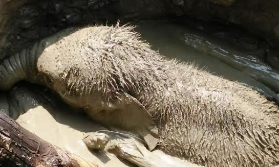 Chú voi 2 tháng tuổi rơi xuống giếng.