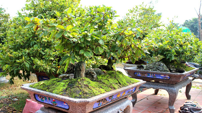 Những cây mai có giá trị cao luôn là "miếng mồi" ngắm đến của bọn "mai tặc".