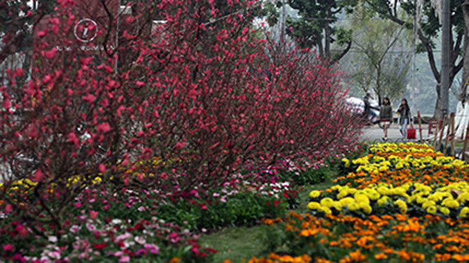 Những gốc đào Nhật Tân khoe sắc dưới chân tượng đài Lý Thái Tổ ven hồ Hoàn Kiếm.