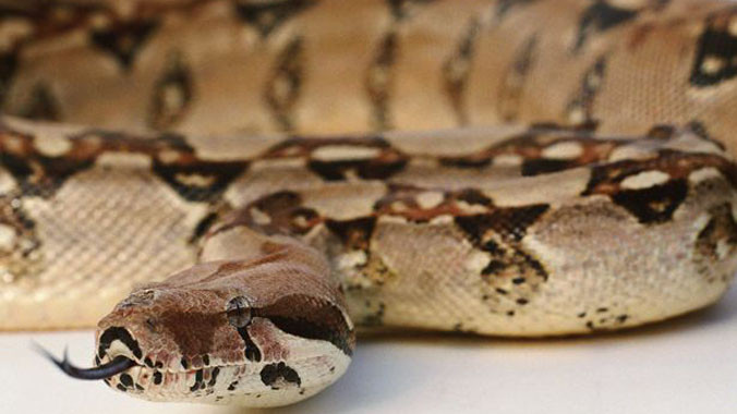 Trộm rắn ở sở thú để làm quà sinh nhật con gái
