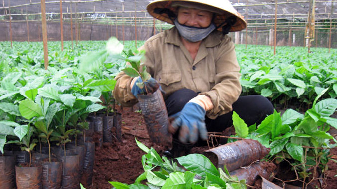 Người Tây Nguyên thay thế cà phê già cỗi