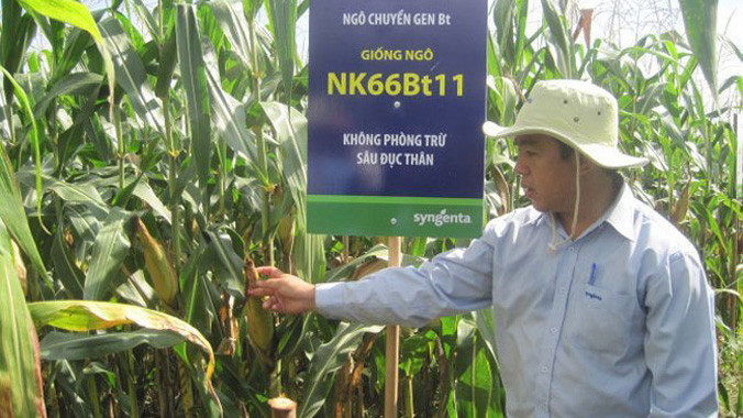 Lần đầu tiên, Việt Nam trồng đại trà ngô biến đổi gene