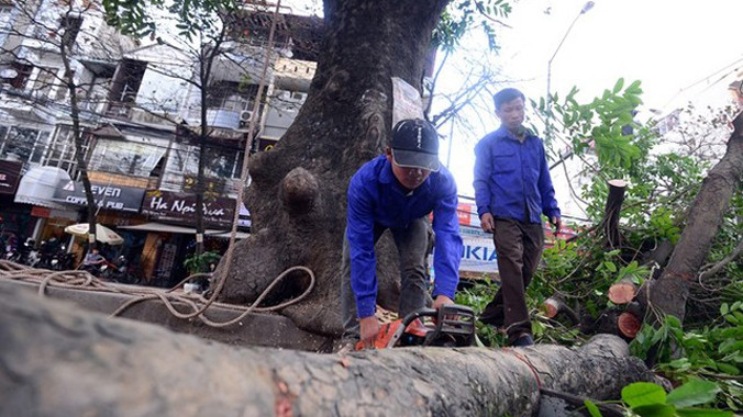Nhiều cây xanh nội đô Hà Nội thời gian qua đã phải "hy sinh" vì các dự án công cộng.