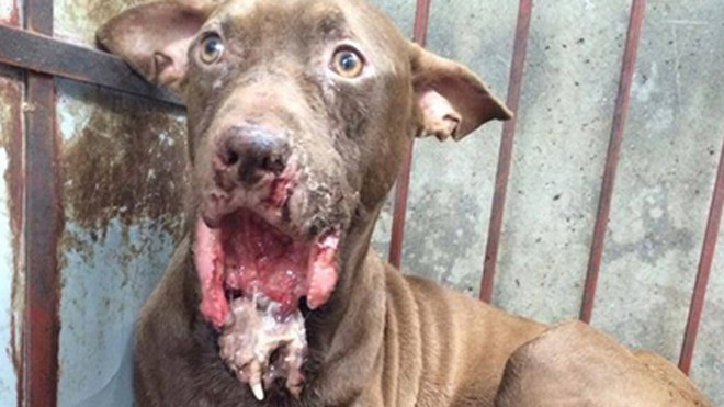 Hậu quả sau cuộc chiến (trong ảnh hàm dưới của Pitbull bị cắn cụt). Ảnh: Diễn đàn Pitbull Việt Nam