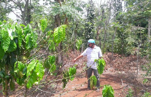 Rẫy cà phê nơi Y Thiết giở trò đồi bại với bé gái 13 tuổi