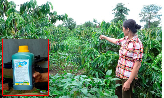 Chai thuốc diệt cỏ và hiện trường nơi phát hiện chị Tâm quằn quại khi uống thuốc tự tử. Ảnh: Khải Hoàng