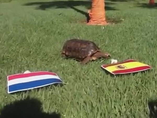 Rùa Luis chọn Tây Ban Nha.