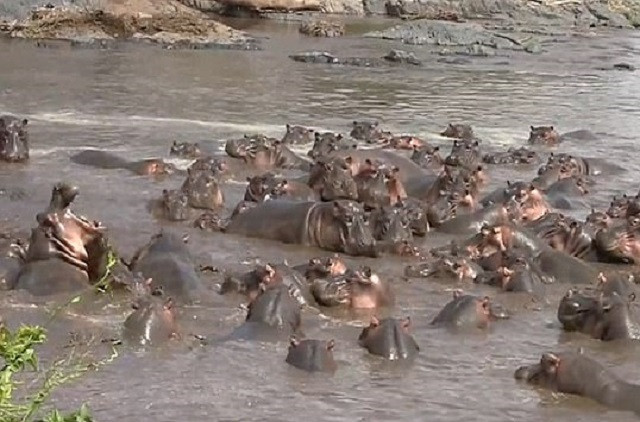 Vào cấm địa của hà mã, cá sấu bị đánh 'hội đồng' nhừ tử