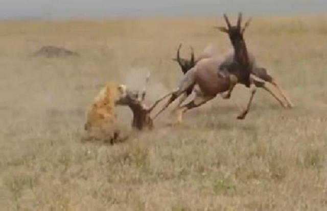 Linh dương 'tử chiến' với linh cẩu để bảo vệ con non