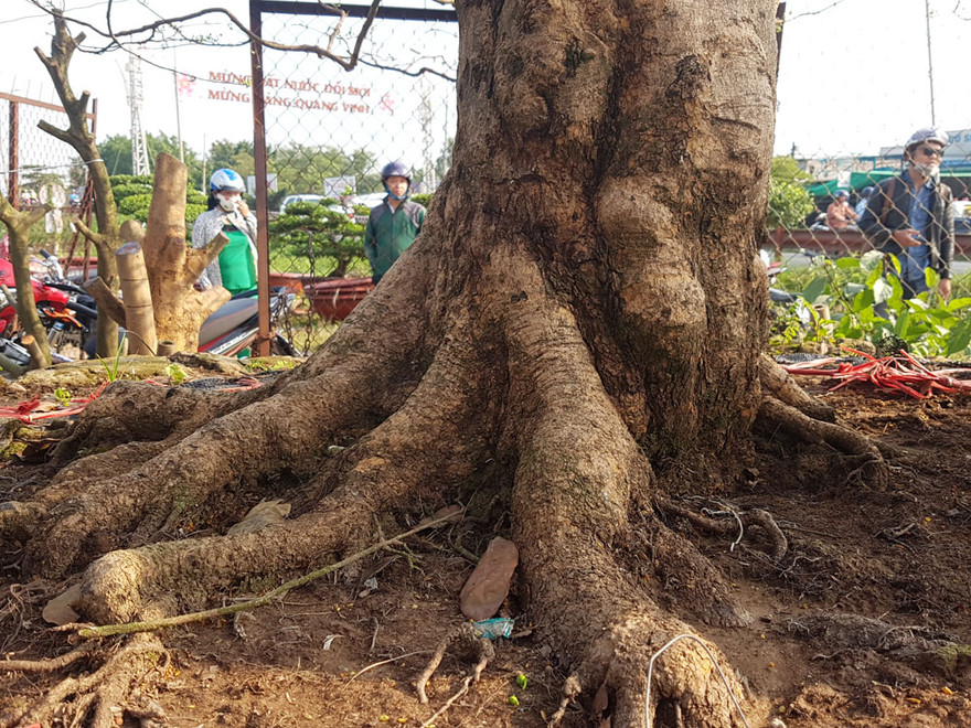 Đường kính gốc mai trên 30cm, bề hoành 110 cm, với đường kính tán mai lên đến 6m và cao khoảng 6m