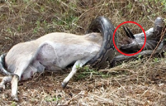 Ham ăn, trăn khổng lồ bị sừng linh dương đâm xuyên họng