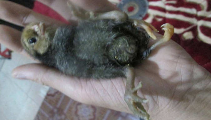 Gà con 4 chân gây xôn xao.