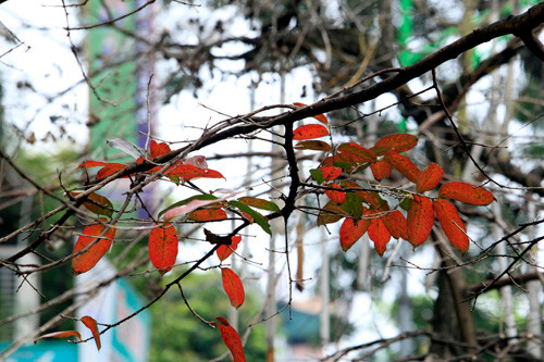 Chặt hạ 6.700 cây xanh: Có còn sắc màu Hà Nội?