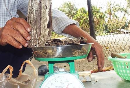 Đi tìm sự thật chuyện “ngậm ngải ở xứ trầm”