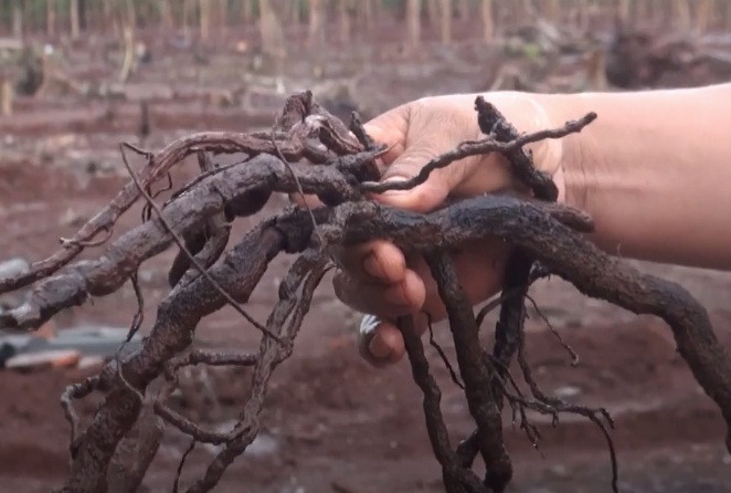 Thương lái thu mua rễ cây hồ tiêu để bán sang Trung Quốc làm thuốc.