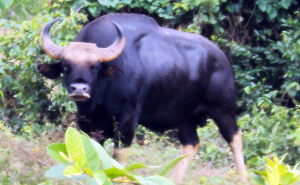 Bò tót ở vườn quốc gia Phước Bình