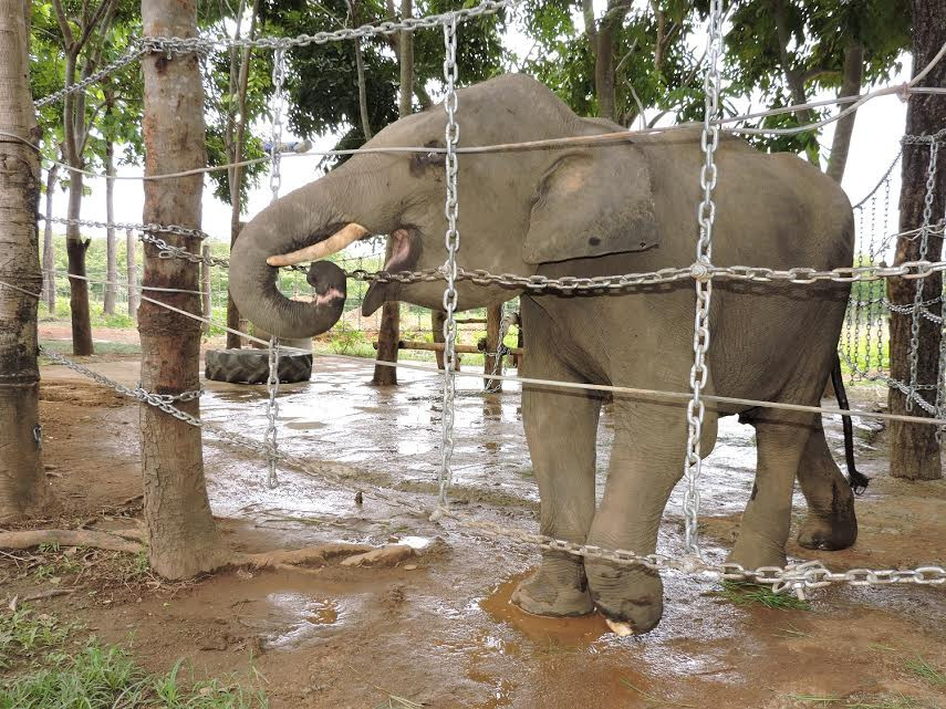 Voi Jun tại Trung tâm bảo tồn Voi Đắk Lắk